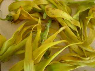 Fleurs d'ylang-ylang