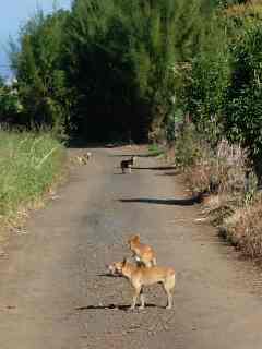 Chiens belliqueux