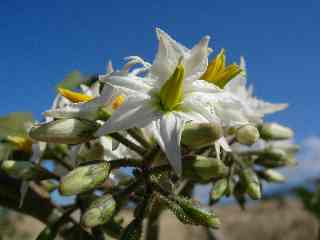 Fleurs de bringelliers marron