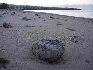 Patates de corail sur la plage de St-Pierre