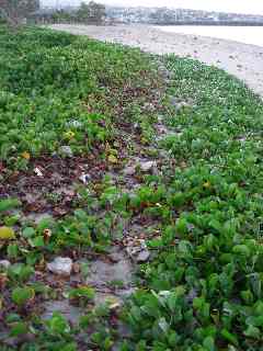 Lianes Patate  Durand sur la plage de St-Pierre