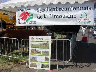 Syndicat runionnais de la Limousine