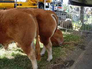 Bovins et moutons