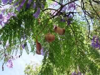 Fruits du jacaranda