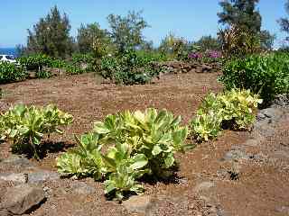 Espace naturel de Terre-Rouge