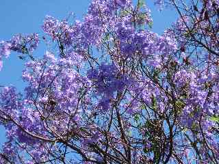 Jacaranda en fleurs