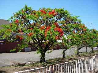 Flamboyants de l'AFPAR en fleurs