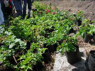 Plantations de bougainvilles