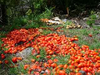 Tomates fanes
