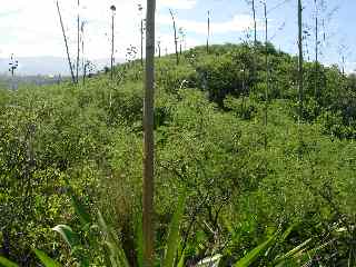 Cap Assiette, plateau