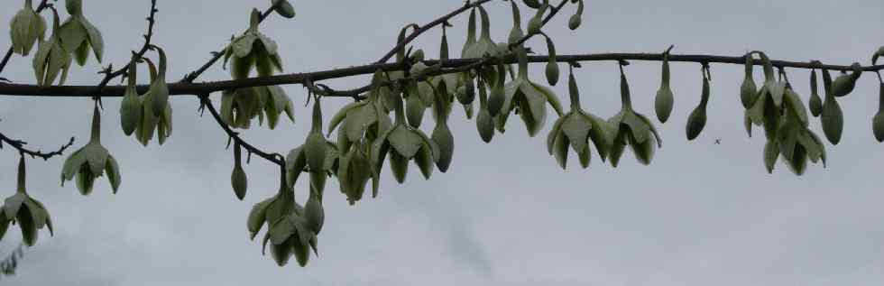 Fleurs de chocas