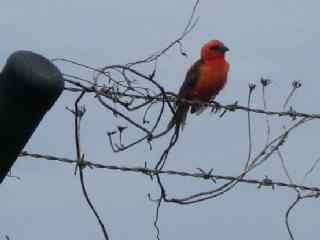 Cardinal