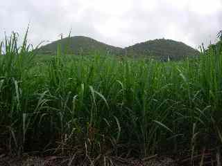 Piton de Mont Vert