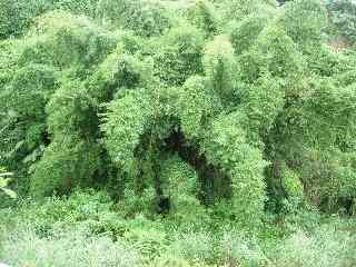 Bambous, ravine de l'Anse