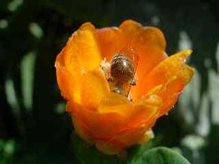 Abeille sur fleur de cactus