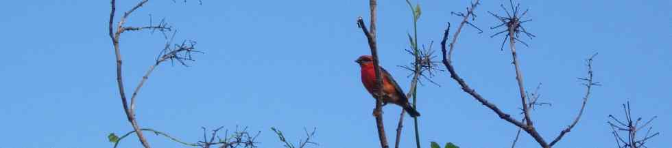 Cardinal -Foudia