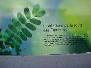 Plantations sur la route des Tamarins