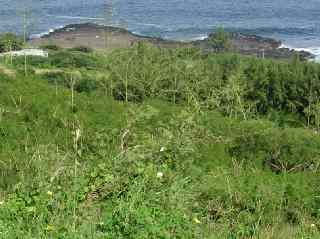 Coules volcaniques  la mer