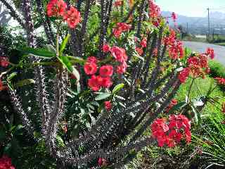 Euphorbia Milii