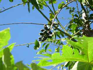 Fruits d'ylang-ylang