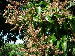 Fleurs de manguiers