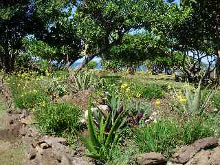 Sentier littoral fleuri