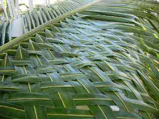 Tressage de feuilles de cocotier