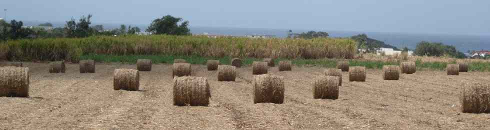 Rouleaux de paille de canne