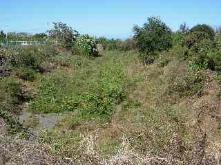 Bois d'Olives, le lit de la ravine des Cabris