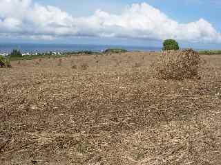 Paille de canne en rouleaux