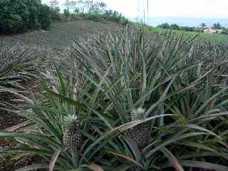 Champ d'ananas  Bassin Plat