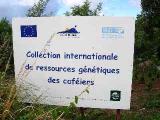 CIRAD - Collection des ressources gntiques des cafiers