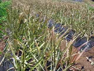 Champ d'ananas CIRAD