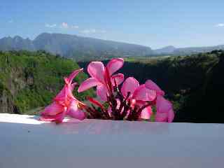 Fleurs de frangipanier