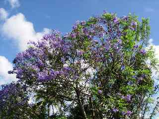 Jacaranda en fleurs