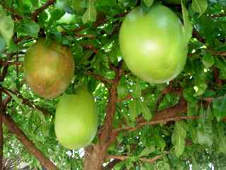 Arbre  calebasse