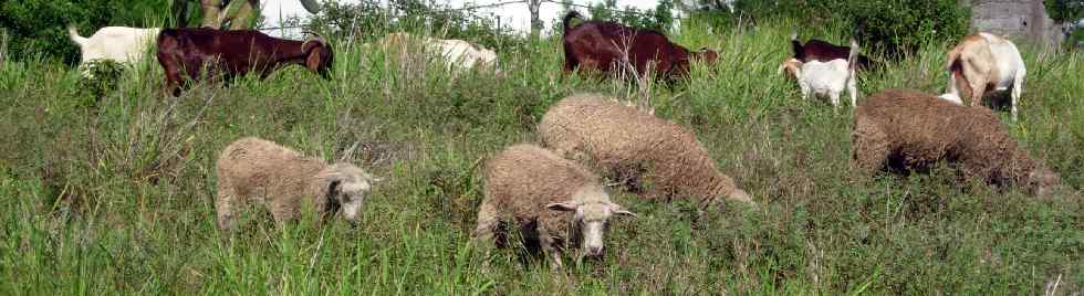 Moutons et cabris à Pierrefonds