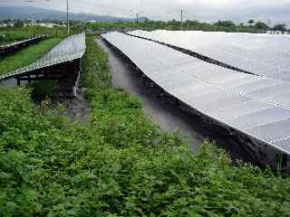 Ferme solaire et granium