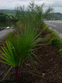 Plantation sur la dviation de Grands Bois