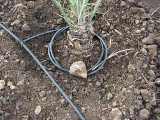 Irrigation des plantations sur la dviation de Grands Bois