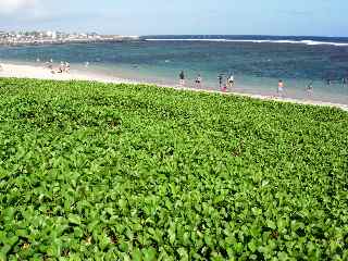 Plage de Saint-Pierre