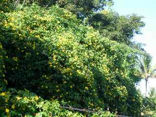 Fleurs de roses de bois dans la ravine des Cafres