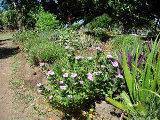 Embellissement du parcours de bord de mer