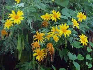 Fleurs de la fte des mres