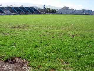 Nouvelle pelouse du stade Volnay de St-Pierre