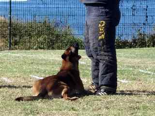 Dressage de chien au Cap Rond - St-Pierre