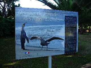 Exposition Oiseaux de lgende des mers australes