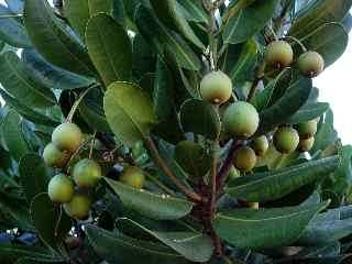 Fruits du caoutchouc