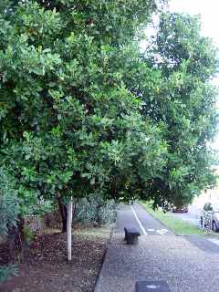 Piste cyclable  du boulevard Bank