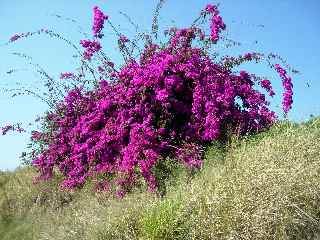 Bougainville au 2 RPIMA